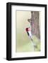 Red-Headed Woodpecker (Melanerpes Erythrocephalus) Male Perched-Larry Ditto-Framed Photographic Print