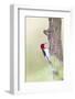 Red-Headed Woodpecker (Melanerpes Erythrocephalus) Male Perched-Larry Ditto-Framed Photographic Print