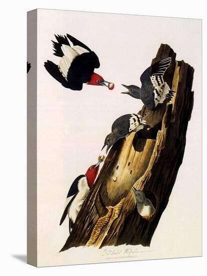 Red-Headed Woodpecker, Melanerpes Erythrocephalus-John James Audubon-Stretched Canvas