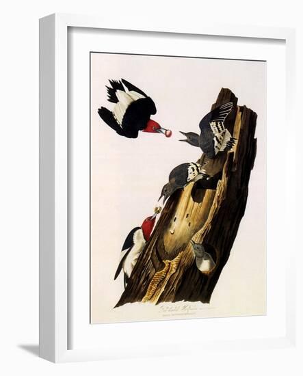 Red-Headed Woodpecker, Melanerpes Erythrocephalus-John James Audubon-Framed Giclee Print