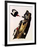 Red-Headed Woodpecker, Melanerpes Erythrocephalus-John James Audubon-Framed Giclee Print