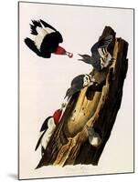 Red-Headed Woodpecker, Melanerpes Erythrocephalus-John James Audubon-Mounted Giclee Print