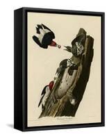 Red Headed Woodpecker-null-Framed Stretched Canvas
