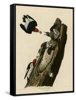 Red Headed Woodpecker-null-Framed Stretched Canvas