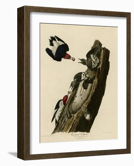 Red Headed Woodpecker-null-Framed Giclee Print