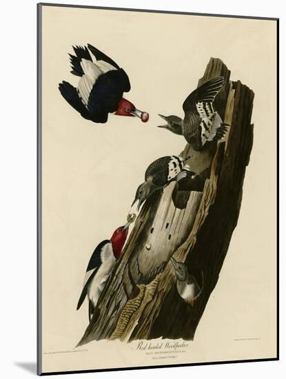 Red Headed Woodpecker-null-Mounted Giclee Print