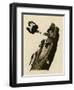 Red Headed Woodpecker-null-Framed Giclee Print