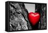 Red Heart in a Tree Trunk. Romantic Symbol of Love, Valentine's Day. Black and White with Red.-Michal Bednarek-Framed Stretched Canvas
