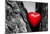 Red Heart in a Tree Trunk. Romantic Symbol of Love, Valentine's Day. Black and White with Red.-Michal Bednarek-Mounted Photographic Print