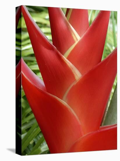 Red Heliconia Flower on West Maui, Hawaii, USA-Bruce Behnke-Stretched Canvas