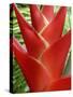 Red Heliconia Flower on West Maui, Hawaii, USA-Bruce Behnke-Stretched Canvas