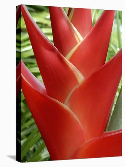 Red Heliconia Flower on West Maui, Hawaii, USA-Bruce Behnke-Stretched Canvas