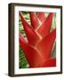 Red Heliconia Flower on West Maui, Hawaii, USA-Bruce Behnke-Framed Photographic Print