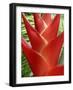 Red Heliconia Flower on West Maui, Hawaii, USA-Bruce Behnke-Framed Photographic Print