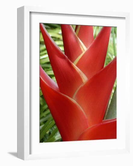 Red Heliconia Flower on West Maui, Hawaii, USA-Bruce Behnke-Framed Photographic Print