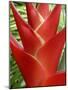 Red Heliconia Flower on West Maui, Hawaii, USA-Bruce Behnke-Mounted Photographic Print