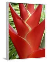 Red Heliconia Flower on West Maui, Hawaii, USA-Bruce Behnke-Framed Photographic Print