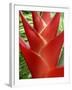Red Heliconia Flower on West Maui, Hawaii, USA-Bruce Behnke-Framed Photographic Print