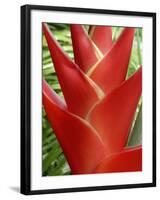 Red Heliconia Flower on West Maui, Hawaii, USA-Bruce Behnke-Framed Photographic Print