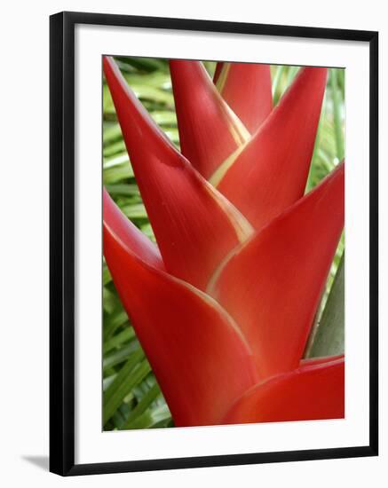 Red Heliconia Flower on West Maui, Hawaii, USA-Bruce Behnke-Framed Photographic Print