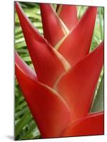 Red Heliconia Flower on West Maui, Hawaii, USA-Bruce Behnke-Mounted Photographic Print