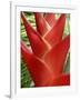 Red Heliconia Flower on West Maui, Hawaii, USA-Bruce Behnke-Framed Photographic Print