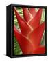 Red Heliconia Flower on West Maui, Hawaii, USA-Bruce Behnke-Framed Stretched Canvas