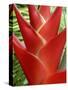 Red Heliconia Flower on West Maui, Hawaii, USA-Bruce Behnke-Stretched Canvas