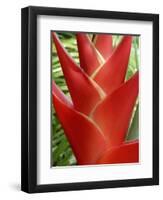 Red Heliconia Flower on West Maui, Hawaii, USA-Bruce Behnke-Framed Photographic Print