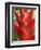 Red Heliconia Flower on West Maui, Hawaii, USA-Bruce Behnke-Framed Photographic Print