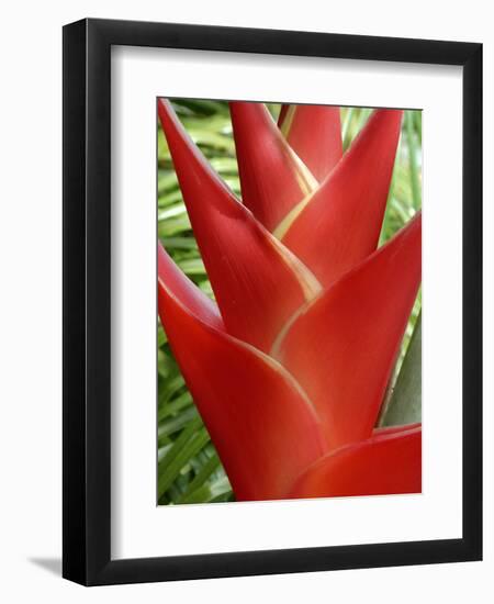 Red Heliconia Flower on West Maui, Hawaii, USA-Bruce Behnke-Framed Photographic Print