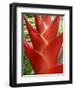 Red Heliconia Flower on West Maui, Hawaii, USA-Bruce Behnke-Framed Photographic Print