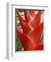 Red Heliconia Flower on West Maui, Hawaii, USA-Bruce Behnke-Framed Photographic Print