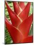 Red Heliconia Flower on West Maui, Hawaii, USA-Bruce Behnke-Mounted Photographic Print