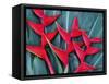 Red Heliconia Flowers-Darrell Gulin-Framed Stretched Canvas