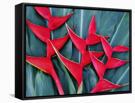 Red Heliconia Flowers-Darrell Gulin-Framed Stretched Canvas