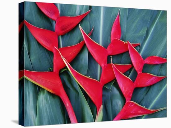 Red Heliconia Flowers-Darrell Gulin-Stretched Canvas