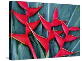 Red Heliconia Flowers-Darrell Gulin-Stretched Canvas