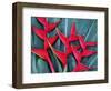 Red Heliconia Flowers-Darrell Gulin-Framed Photographic Print