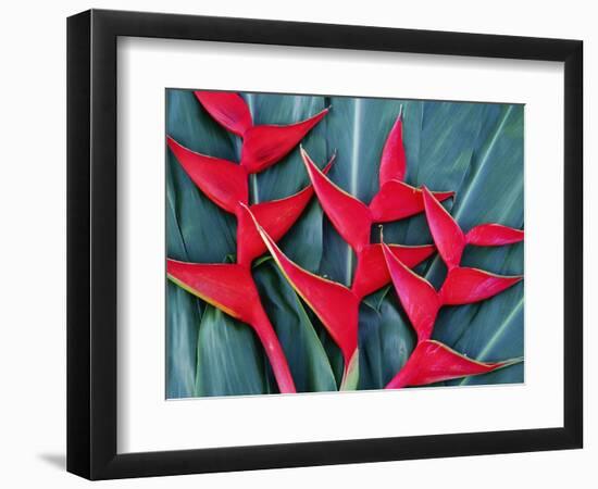 Red Heliconia Flowers-Darrell Gulin-Framed Photographic Print