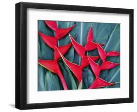 Red Heliconia Flowers-Darrell Gulin-Framed Photographic Print