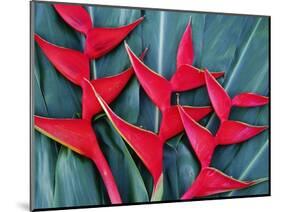 Red Heliconia Flowers-Darrell Gulin-Mounted Photographic Print