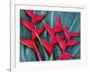 Red Heliconia Flowers-Darrell Gulin-Framed Photographic Print