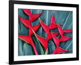 Red Heliconia Flowers-Darrell Gulin-Framed Photographic Print