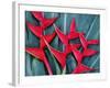 Red Heliconia Flowers-Darrell Gulin-Framed Photographic Print