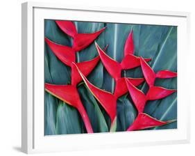 Red Heliconia Flowers-Darrell Gulin-Framed Photographic Print