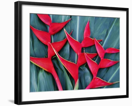 Red Heliconia Flowers-Darrell Gulin-Framed Photographic Print