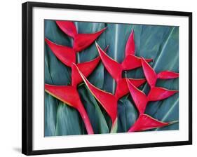 Red Heliconia Flowers-Darrell Gulin-Framed Photographic Print