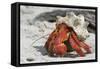 Red Hermit Crab Emerging from its Shell-null-Framed Stretched Canvas