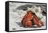 Red Hermit Crab Emerging from its Shell-null-Framed Stretched Canvas